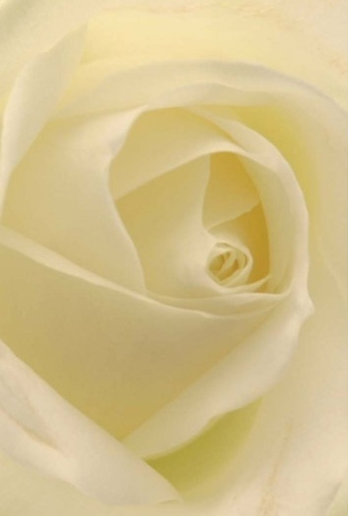 Viewed up close, this classic white rose-expertly handpicked by the local Crouch End Florist-exudes tranquility and understated sophistication. Soft white and creamy tones merge seamlessly, their interplay accentuated by the gentle light that appears to glow from within, reminiscent of golden sunlight streaming across Alexandra Palace gardens. Each petal, perfectly arranged in a spiral, bespeaks delicate purity, while subtle shadows deepen the blossom's dimensional beauty. This rose is an exquisite selection for the most heartfelt occasions: a thoughtful apology, a wedding's elegant centrepiece along Weston Park, or a romantic gesture shared over coffee in a favourite Crouch End café. The spiral core hints at resilience, its near-perfection balancing fragility with enduring strength-a floral echo of the vibrant yet tender spirit found in this neighbourhood. The image imagines a clean, refined fragrance, aligning with the meticulous care for which local florists are known. Every detail, from the bloom's luminous appearance to its silent message, testifies to a commitment to both nature's beauty and personal connection, making this rose a graceful companion to life's most significant moments.